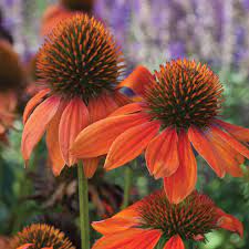 Hybrid Coneflower Sombrero Adobe Orange Echinacea X Hybrida Shade Flowers Perennials Flower Garden
