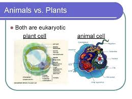Protists and fungi are usually unicellular, while animals and plants are multicellular. Cell Structure And Functions Cell Types Prokaryotic Has