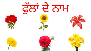 File ixora coccinea viruchi flowers tamil nadu wikimedia. 25 Flowers Name In Punjabi And English Easy To Learn Punjabi Guru