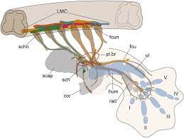 You are encouraged to use your pen to circle and underline the main features of the graph. Evolution Of The Muscular System In Tetrapod Limbs Abstract Europe Pmc