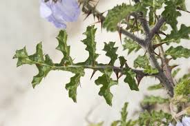Image result for Solanum sisymbriifolium