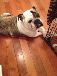 4.6 out of 8,295 ratings these folks couldn't have been more kind. Adopt Dora Adoption Pending On Petfinder English Bulldog English Bulldog Dog Bulldog Rescue