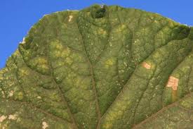 Image result for spider mites on cucumbers