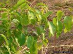 Image result for Combretum adenogonium
