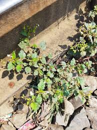 Image result for Boerhavia erecta