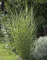 Stachelschweingras Im Garten Ziergras Zebragras Gras