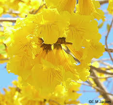 Image result for Criscianthus