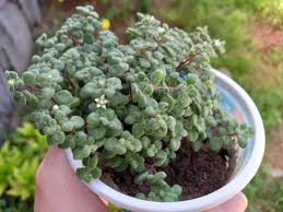Image result for Crassula expansa