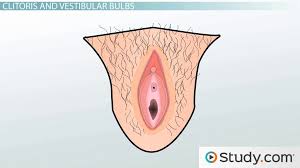 External Anatomy Of The Female Reproductive System Video Lesson Transcript Study Com