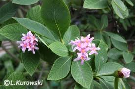 Image result for Littonia modesta