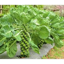 Ini adalah kepala kecil, terdiri dari. Benih Brussel Kubis Mini Biji Bibit Sayur Shopee Indonesia