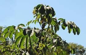 Image result for Cecropia pachystachya