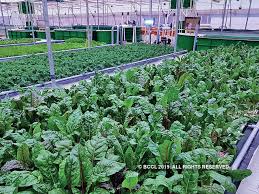 A Soil Free Success Aquaponic Agriculture On The Rise The