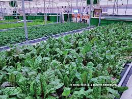 a soil free success aquaponic agriculture on the rise the