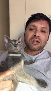 Embracing Office Cats for Joyful Work Environments