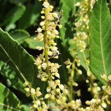 Image result for Allophylus ferrugineus