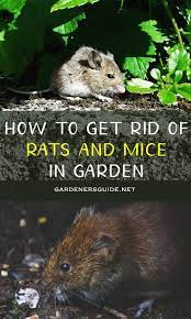 How To Get Rid Of Rats And Mice In Garden Getting Rid Of Rats Mice Repellent Getting Rid Of Mice