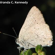 Image result for Satyrium trinerve