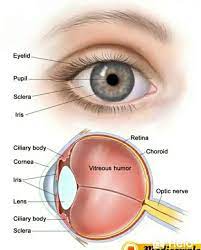 A Little Knowledge Eye Anatomy Parts Of The Eye Anatomy