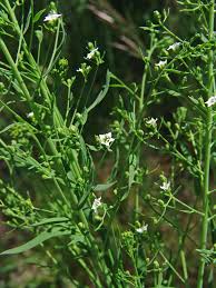 Image result for Thesium megalocarpum