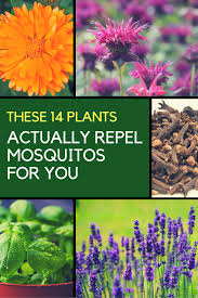 We did not find results for: Mosquito Repellent Plants 14 Plants That Keep Them Away