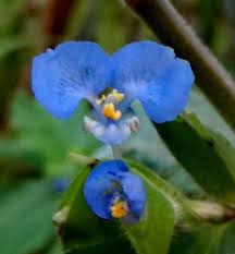 Image result for Commelina kotschyi