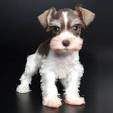 Toy, Miniature, Teacup Schnauzer Breeder Utah | Royal ...
