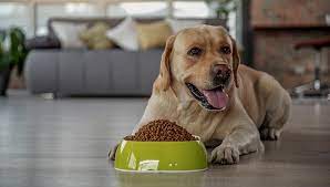 Almost none of the wet food did. 25 Best Dog Food Brands In Europe 2020 2020