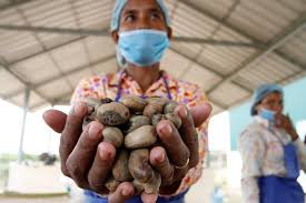 Simply twist the cashew nut firmly, and it will detach from the cashew apple into your hand. Kampong Thom Gets New Cashew Plant Phnom Penh Post