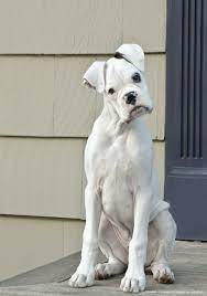 46 White Boxers Ideas White Boxers Boxer Dogs Boxer Love