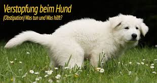 Zu harter stuhl kann jedoch auch zeichen einer darmerkrankung sein. Verstopfung Beim Hund Obstipation á… Ursachen Hilfe á… Hundepower De