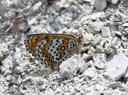 Image result for Melitaea cinxia