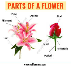 Parts Of A Flower Learn Different Flower Parts With Esl Picture Esl Forums Parts Of A Flower Learn English Vocabulary Learn English