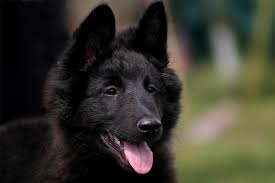 We did not find results for: Belgian Sheepdog Breeders Near Me Online
