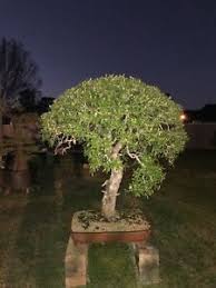 Once repotted, use sharp, small, thin pruning shears or scissors to remove the most vigorous shots on the upper levels of the sapling. Oak Bonsai Trees Ebay