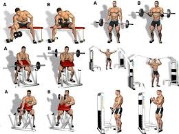 bicep workout program biceps workout gym workout chart