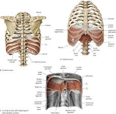12 photos of the anatomy of ribs and its related area. Thoracic Wall Atlas Of Anatomy