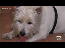 Zonas comunes con piscina, jacuzzi, barbacoas y columpios. Las Casas Rurales De Vicorto Que Permiten Mascotas Youtube