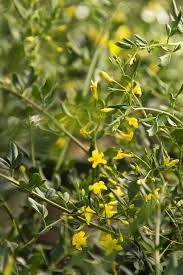 Image result for Jasminum schimperi