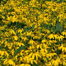 Image result for Rudbeckia laciniata