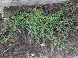 Image result for Elatine