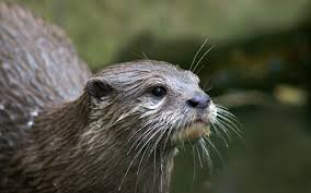 It has short claws that do not extend beyond the pads of its webbed digits. Datei Asian Small Clawed Otter Jpg Wikipedia