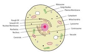 Related for labelled diagram of a typical animal cell labeled diagram of arm veins | diagram labels {label gallery} get some ideas to make labels for bottles, jars, packages, products, boxes or classroom activities for free. Labelled Diagram Of A Eukaryotic Cell 13 12 Tuco Tri De