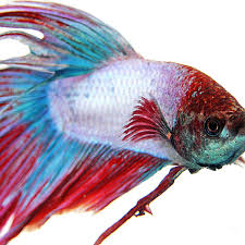Betta fish, also called siamese fighting fish, are small, colorful fish that are native to southeast asia and in the wild, fights may last only 15 minutes, but people in thailand have bred bettas that are. Fish Care Siamese Fighting Fish Betta Pethelpful By Fellow Animal Lovers And Experts