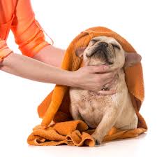 We did not find results for: Dog Grooming Kalispell Mt