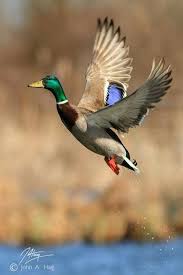 Pin By Rbl Ynr On Birds Pet Birds Animals Wild Birds