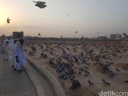 Cara membuat pakan burung merpati, merpati merupakan salahsatu burung yang banyak dipelihara oleh manusia di berbagai bangsa. Kisah Merpati Megan Di Tanah Suci Yang Dipercaya Peliharaan Aisyah