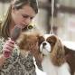 Coyote Classic All-Breed Dog Shows event image