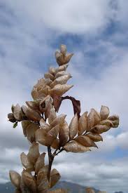 Image result for Flemingia strobilifera