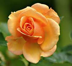 Pasti kebanyakan orang sudah tahu dengan bunga ini. Jual Tanaman Mawar Jingga Orange Rose Bibitbunga Com